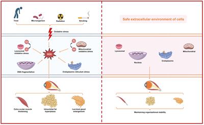 Thyroid-associated ophthalmopathy: the role of oxidative stress
